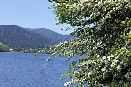 Tegernsee Ausflug PVÖ OG Fieberbrunn 31.5.23 Bild 8