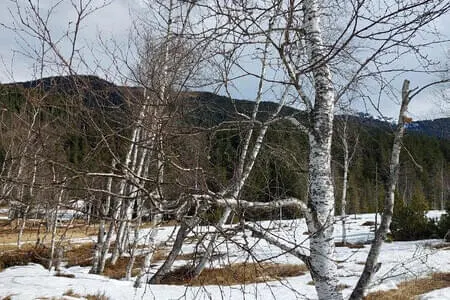 Wasenmoorrunde Pass Thurn PVÖ Og. Going 12.3.25 Bild 23