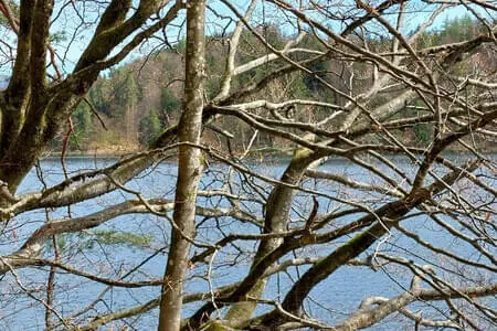 Wanderung Längs-Hechtsee OG. Going 15.4.25 Bild 5