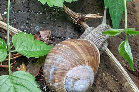 Wanderung Going 21.05.25 Stans - Schloss Tratzberg Bild 2