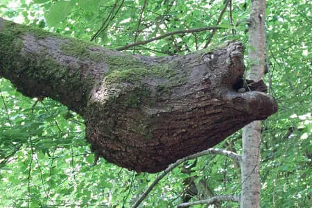 Finkenberg - Wanderung PVÖ Going 11.06.25 Bild 25