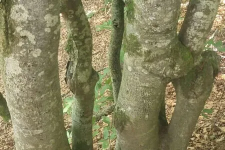 Finkenberg - Wanderung PVÖ Going 11.06.25 Bild 29