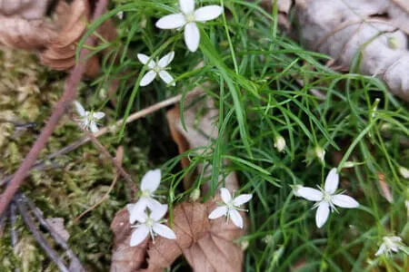 Finkenberg - Wanderung PVÖ Going 11.06.25 Bild 43