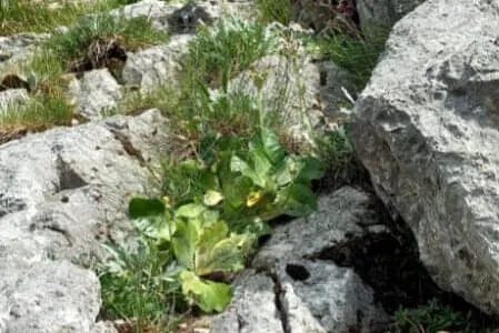Kegelausflug Wendelstein Og . Waidring Bild 16