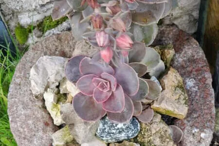 Höhlensteinerhaus Gh. Schneeberg Jochalm OG. Going Bild 22