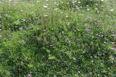Höhlensteinerhaus Gh. Schneeberg Jochalm OG. Going Bild 23