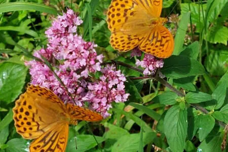 Höhlensteinerhaus Gh. Schneeberg Jochalm OG. Going Bild 2