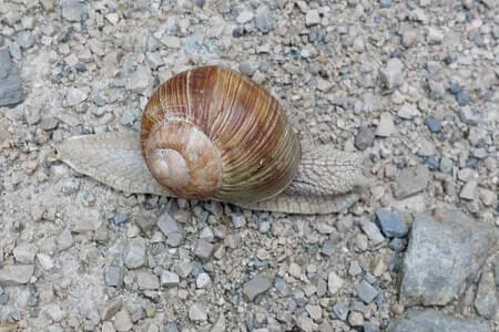 Höhlensteinerhaus Gh. Schneeberg Jochalm OG. Going Bild 12
