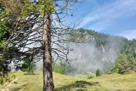 Höhlensteinerhaus Gh. Schneeberg Jochalm OG. Going Bild 7