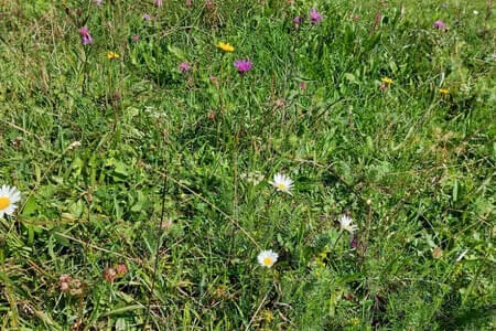 Brixenbachalm PVÖ Going Bild 18