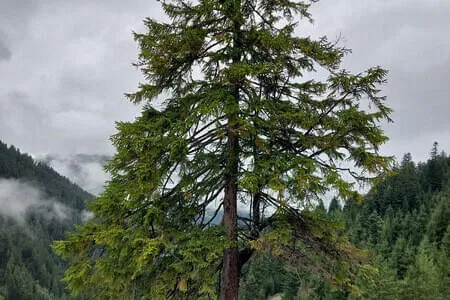 Brixenbachalm PVÖ Going Bild 28