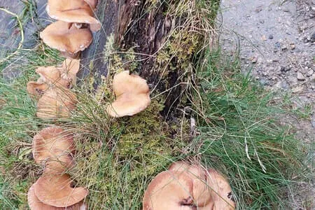 Klooalm Wanderung PVÖ Going Bild 11