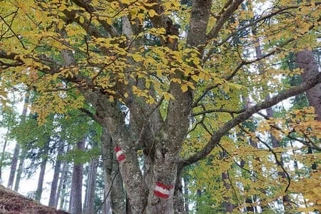 Klooalm Wanderung PVÖ Going Bild 15