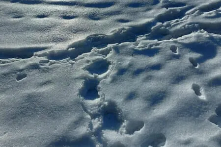 Wanderung&Kutschenfahrt PVÖ Going 20.1.26 Bild 20