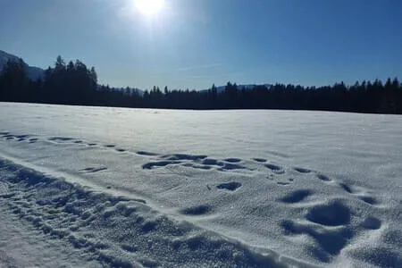 Wanderung&Kutschenfahrt PVÖ Going 20.1.26 Bild 24